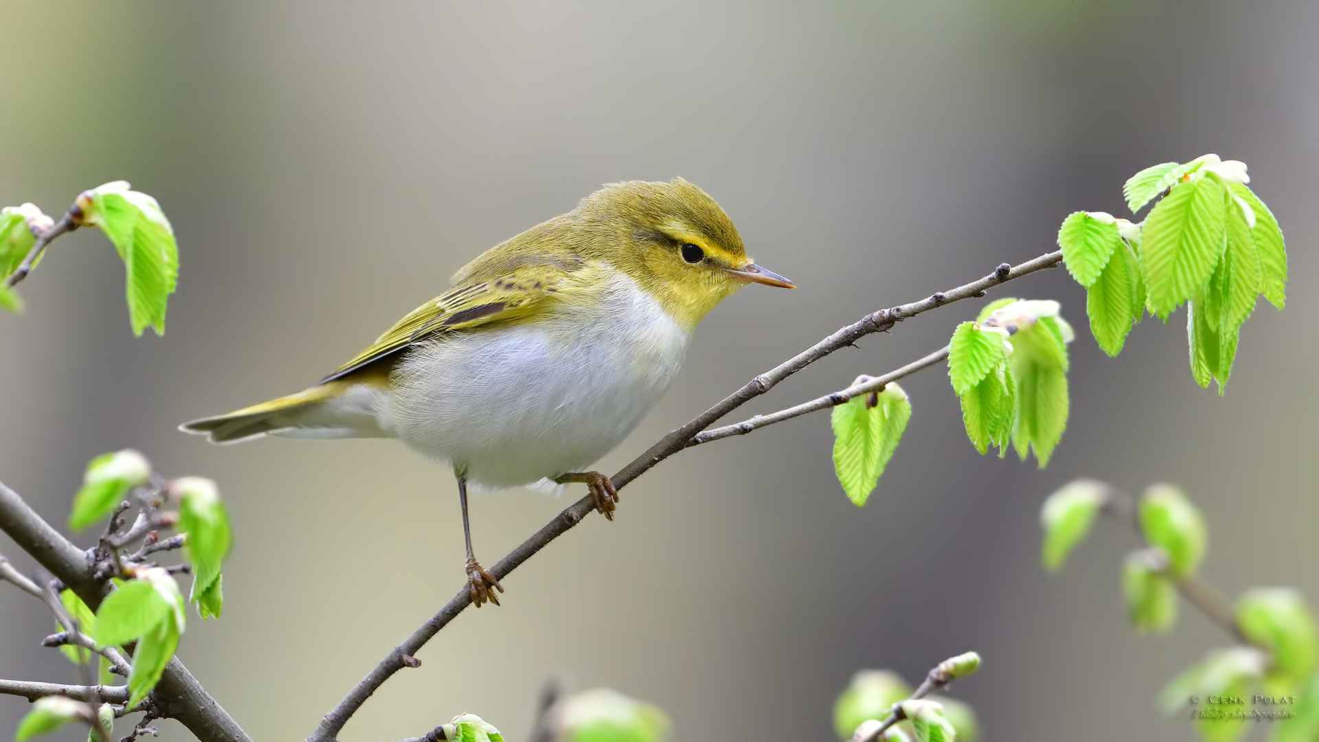 Wood Warbler